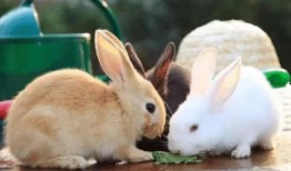 网红吃瓜小兔子视频大全,趣味视频大盘点